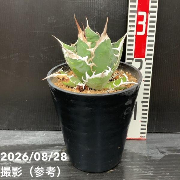 【現品お届け】アガベ 6号 オテロイ 実生（8）｜観葉10-TU