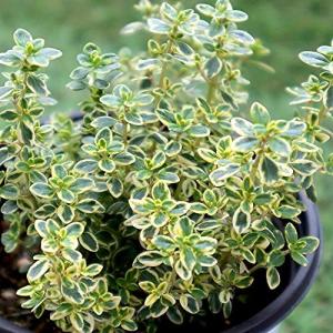 ローリエ 苗の商品一覧 通販 Yahoo ショッピング