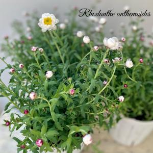花かんざし 花の苗 の商品一覧 苗 花 ガーデニング 通販 Yahoo ショッピング