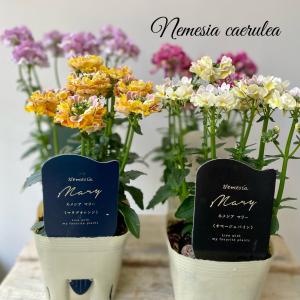 シエルブリエ4 シエルブリエ お任せ4ポットセット大人気フリル咲パンジー : a.k.g