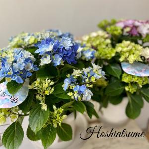 島根県アジサイ研究会 第5号 星あつめ