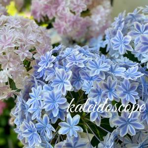 マジカルチョコレート アジサイ 秋色紫陽花5号鉢 : a.k.g - 通販