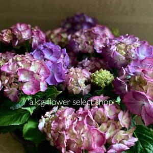 A K G アジサイ ノリウツギ 草花の苗 Yahoo ショッピング