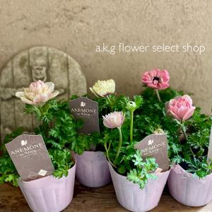 竹中園芸さんのアネモネ アンアリス