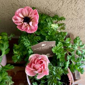 竹中園芸さんのアネモネ アンアリスの詳細画像1