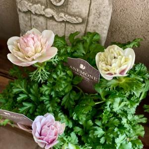 竹中園芸さんのアネモネ アンアリスの詳細画像2