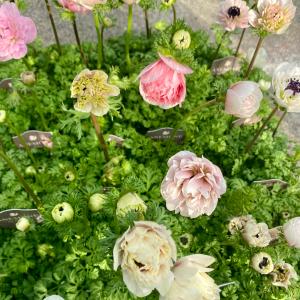 竹中園芸さんのアネモネ アンアリスの詳細画像3