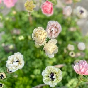 竹中園芸さんのアネモネ アンアリスの詳細画像4