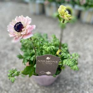 竹中園芸さんのアネモネ アンアリスの詳細画像5