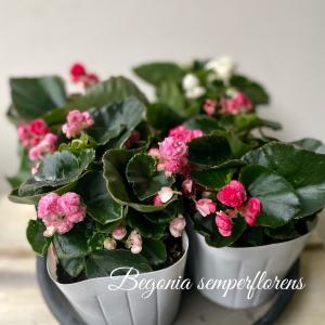 ベゴニア 八重の商品一覧 通販 Yahoo ショッピング