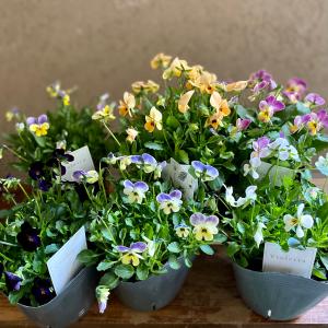 ベジハナファームさんのビオラ2ポット 農家の気持ち Nouka no kimochi