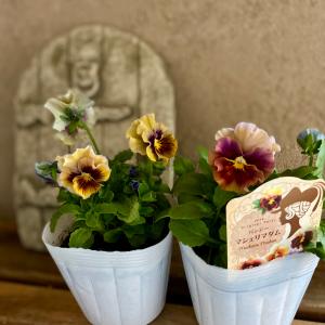 ベジハナファームさんのビオラ2ポットミニフリ : a.k.g - 通販