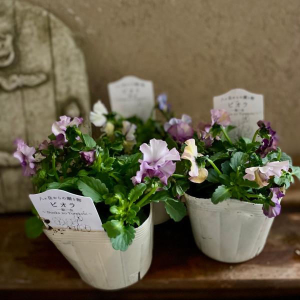 ベジハナファームさんのビオラ２ポット 農家の喜び Nouka no yorokobi