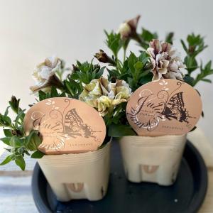 ペチュニアジュリエットモダンシリーズ3.5号ポットの詳細画像1