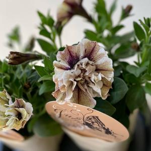 ペチュニアジュリエットモダンシリーズ3.5号ポットの詳細画像2