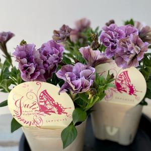 ペチュニアジュリエットモダンシリーズ3.5号ポットの詳細画像3