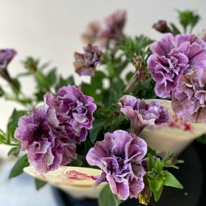 ペチュニアジュリエットモダンシリーズ3.5号ポットの詳細画像4