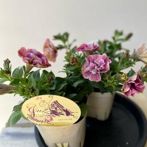 ペチュニアジュリエットモダンシリーズ3.5号ポットの詳細画像5