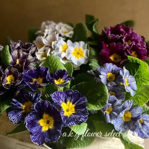 A K G プリムラ 草花の苗 Yahoo ショッピング