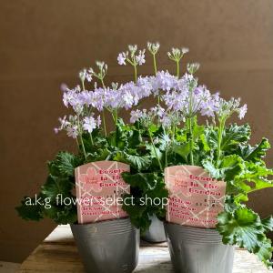 A K G プリムラ 草花の苗 Yahoo ショッピング