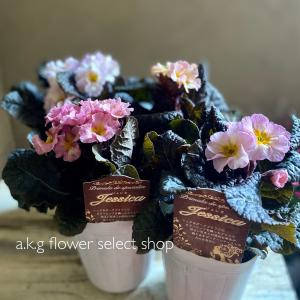 A K G プリムラ 草花の苗 Yahoo ショッピング