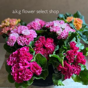 A K G プリムラ 草花の苗 Yahoo ショッピング