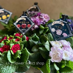 A K G プリムラ 草花の苗 Yahoo ショッピング