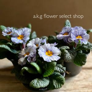 A K G プリムラ 草花の苗 Yahoo ショッピング