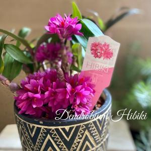 デンドロビウム 鉢花 の商品一覧 生花 花 ガーデニング 通販 Yahoo ショッピング