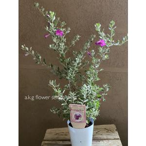 常緑樹の植木 庭木 苗木 植木 花 ガーデニング 通販 Yahoo ショッピング