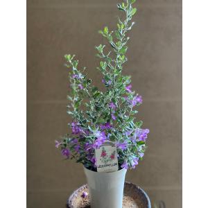 レウコフィルム 『 フルテスケンス 』 10.5cmポット苗 : 花と緑の専門