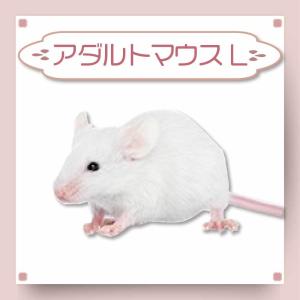 冷凍 マウス 餌 エサ 100匹 アダルトマウス L フクロウ 猛禽類 爬虫類 肉食魚 哺乳類