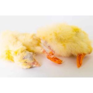 冷凍 ひよこ ヒヨコ 餌 エサ 90羽 猛禽類...の詳細画像1