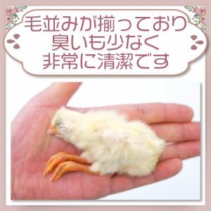 冷凍 ひよこ ヒヨコ 餌 エサ 90羽 猛禽類...の詳細画像2