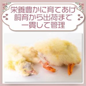 冷凍 ひよこ ヒヨコ 餌 エサ 90羽 猛禽類...の詳細画像3