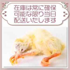 冷凍 ひよこ ヒヨコ 餌 エサ 90羽 猛禽類...の詳細画像5