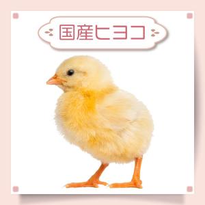 2025年10月】冷凍ヒヨコのおすすめ人気ランキング - Yahoo