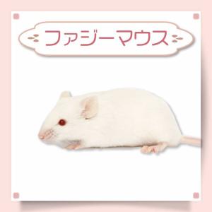 冷凍 マウス ファジーマウスL 餌 エサ フクロウ 300匹 猛禽類 爬虫類 肉食魚 哺乳類