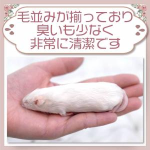 冷凍 マウス ファジーマウスL 餌 エサ フク...の詳細画像1