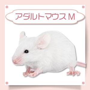 冷凍 マウス 餌 エサ 200匹 アダルトマウスM フクロウ 猛禽類 爬虫類 肉食魚 哺乳類