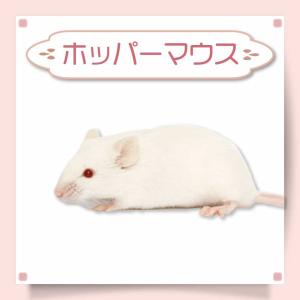 冷凍 マウス ホッパーマウス 餌 エサ フクロウ 10匹 猛禽類 爬虫類