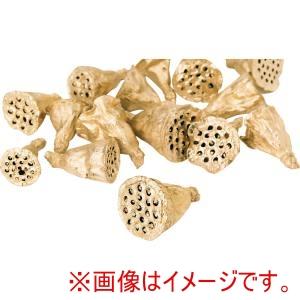大地農園 ミニハス 大 ヤク15コ ゴールド