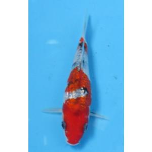 錦鯉　No506　銀鱗三色　令和7年産 15cm　錦鯉