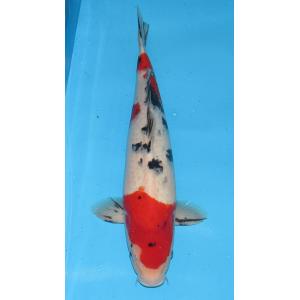 錦鯉　No02　大正三色　令和1年産　45cm　錦鯉