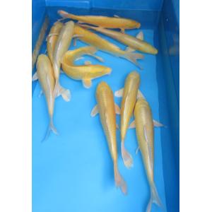 錦鯉　No03　紅白　令和4年産　45cm　錦鯉