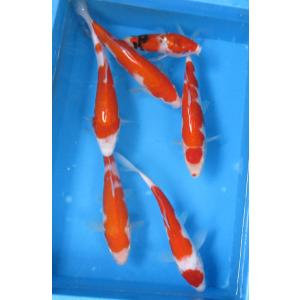 錦鯉　No04　5尾セット　令和4年産　25cm〜28cm 　錦鯉