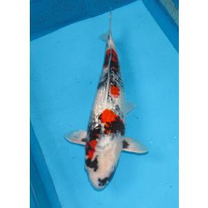 錦鯉　No06　銀鱗変わり鯉　令和3年産　30cm　錦鯉