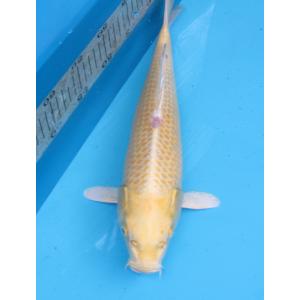 錦鯉　No14　大正三色　令和2年産　41cm　錦鯉