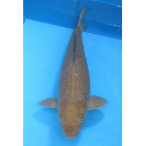 錦鯉　No17 大正三色 令和3年産 44cm　錦鯉
