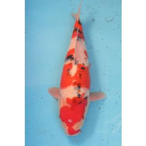 錦鯉　No25　五色　令和2年産　40cm 錦鯉